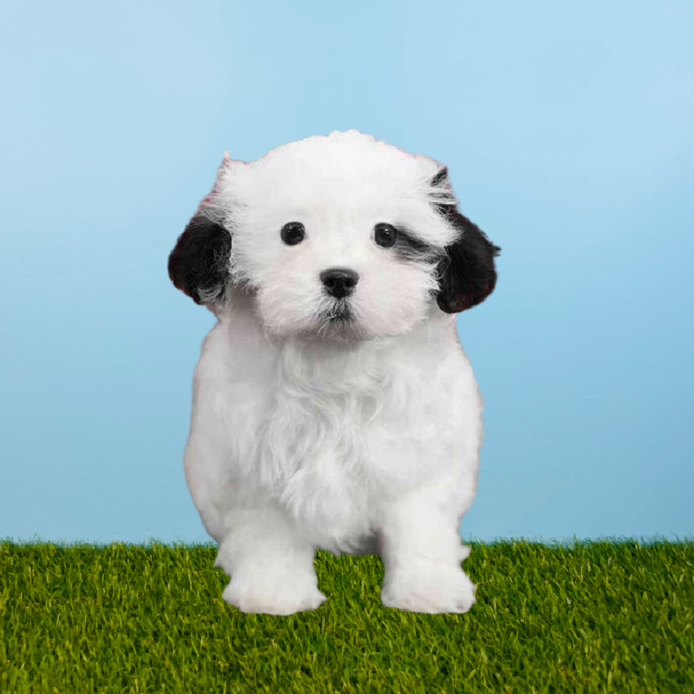 Female Shizapoo Puppy for Sale in Pasadena, TX