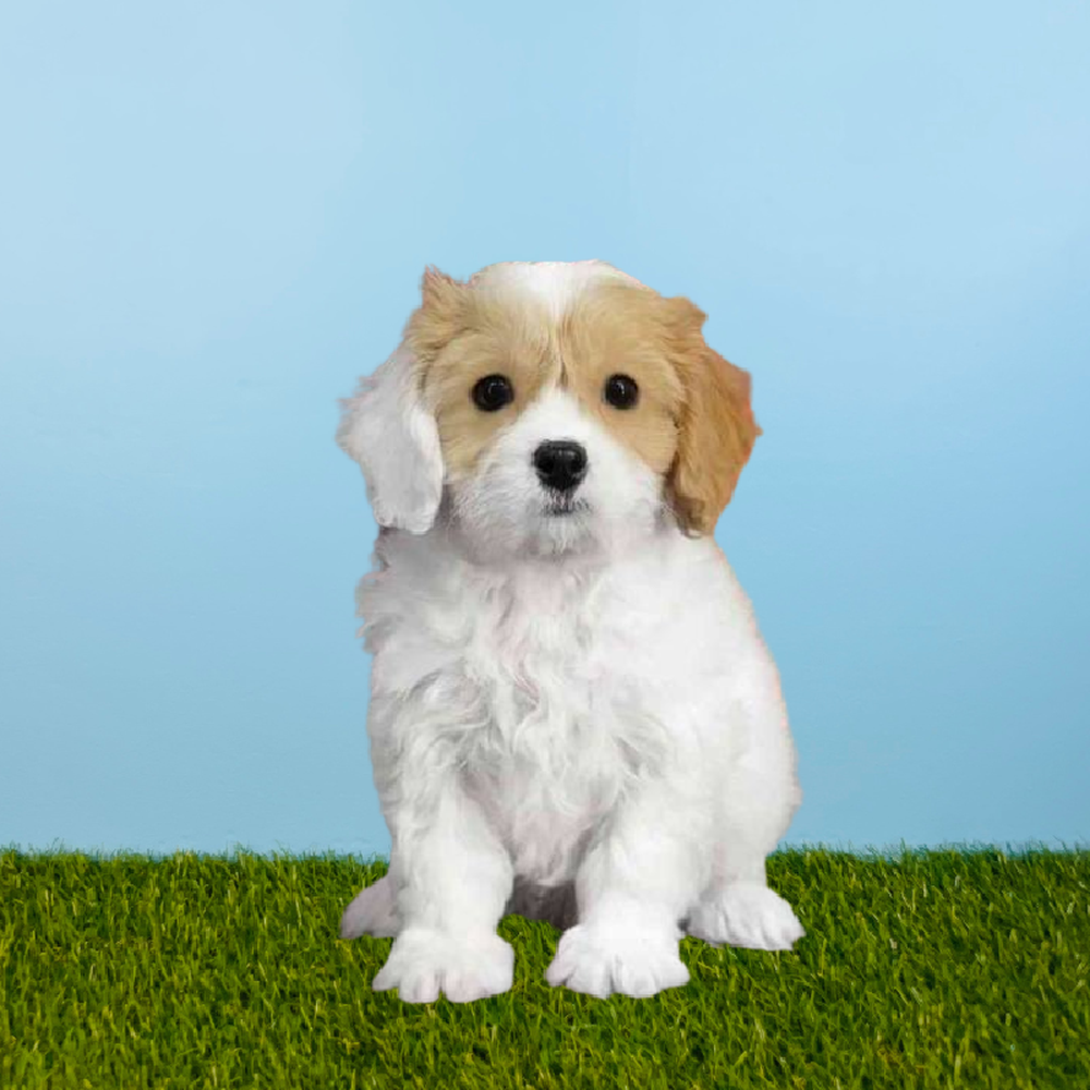 Male Cavachon Puppy for Sale in Pasadena, TX