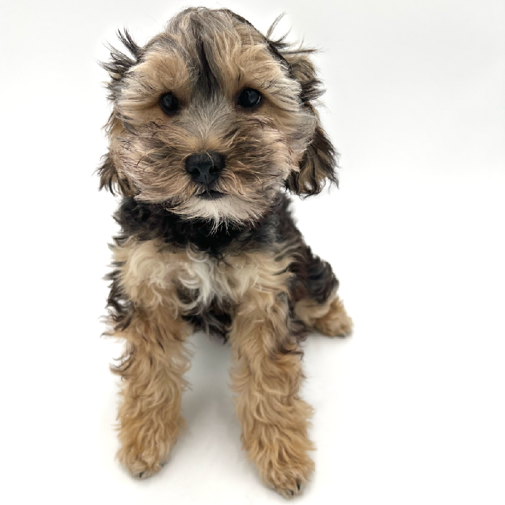 Male Yorkie-Poo Puppy for Sale in San Antonio, TX