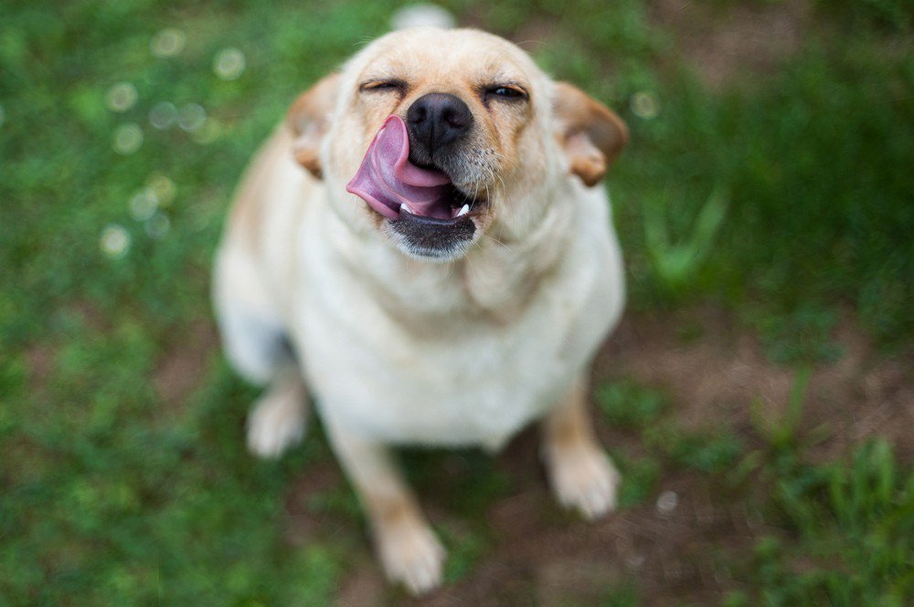 A labrador retriever dog licking its face.