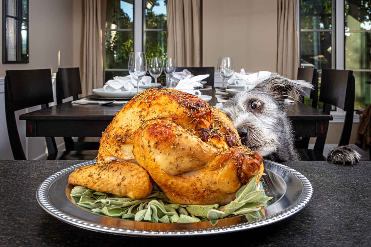 A shaggy gray dog looking at a cooked whole turkey with excited eyes.