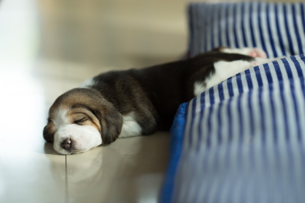 A beagle puppy sleeping. Part of its body is on a dog bed but it has slipped off the bed and is partially sleeping on the floor.
