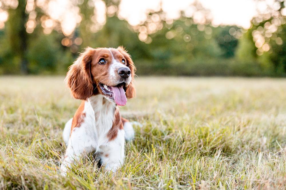 A brown and white welsh springer spaniel sitting in a field.
