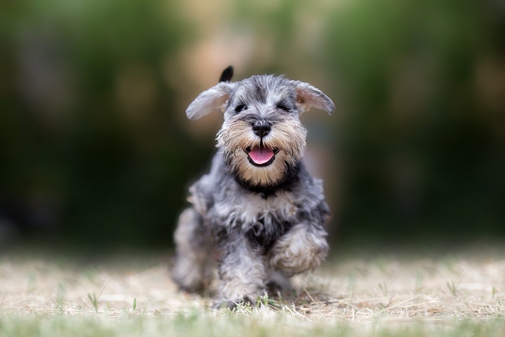 A miniature schnauzer puppy facing forward.