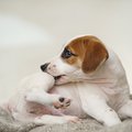 A white and brown jack russell terrier puppy scratching its hind leg.