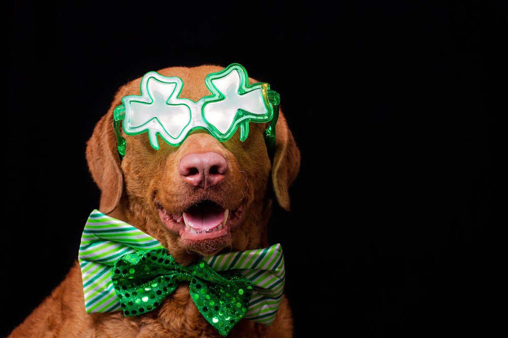 A brown retriever dog wearing a pair of green clover-shaped glasses and a green bowtie.