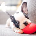A black and white boston terrier puppy chewing on a red ball.